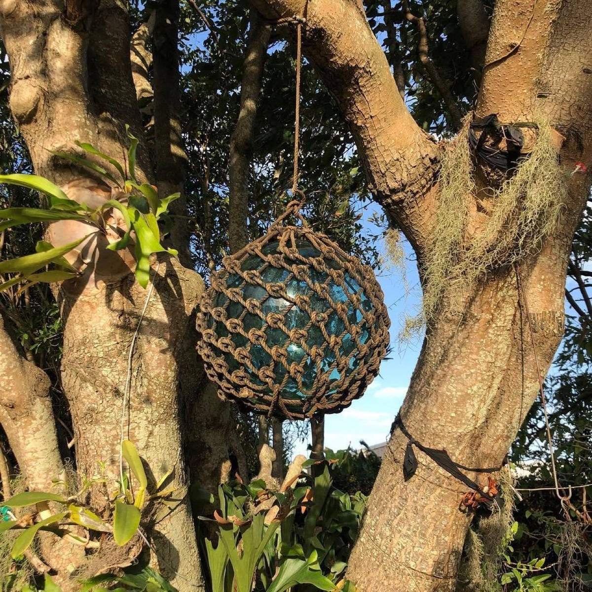 A rope-wrapped glass float hanging from a tree beside a staghorn fern