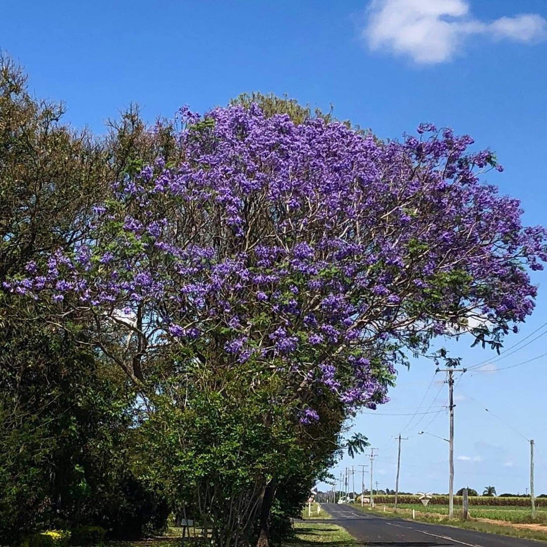 A jacaranda tree in full purple bloom against a blue sky