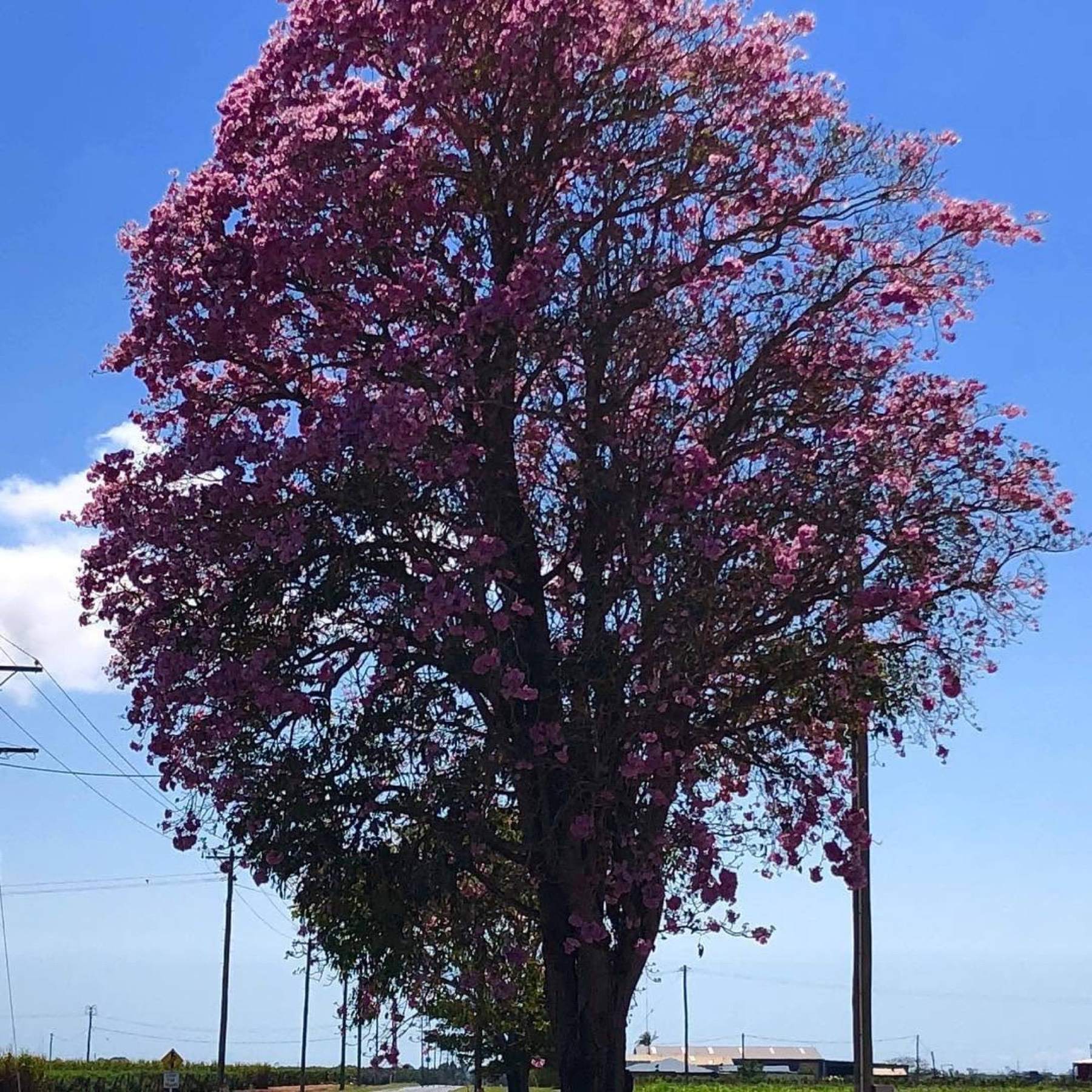 A flowering tree in full magenta bloom against a blue sky