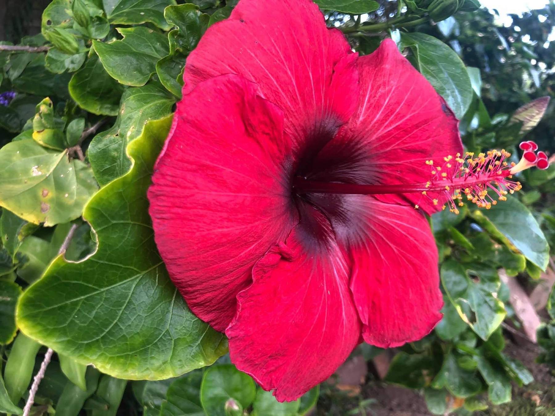 A large red hibiscus flower open against green leaves