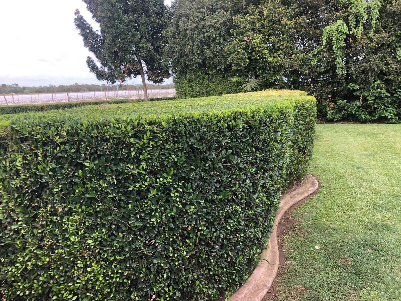 A curved trimmed hedge beside a mown lawn with cane fields on the horizon