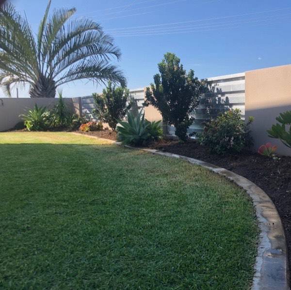 A palm and shaped shrubs beside a curved garden bed and mown lawn