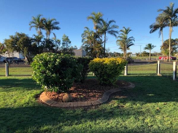 Shaped shrubs in a mulched bed with palms behind a metal fence