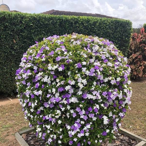 A rounded shrub covered in purple and white flowers on a lawn