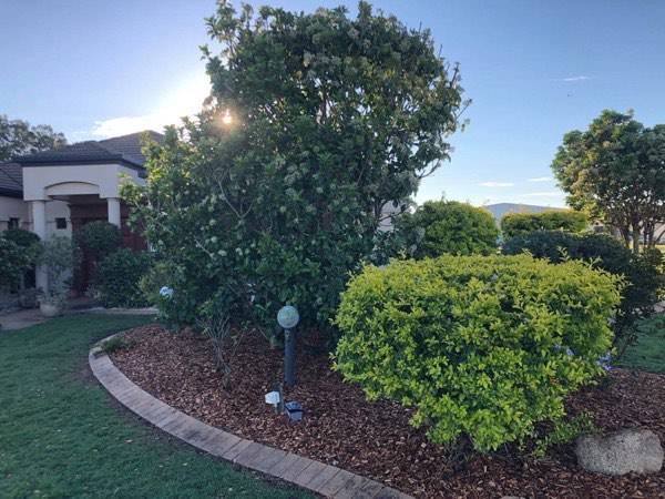 A garden bed of clipped shrubs with a brick edge in low sun