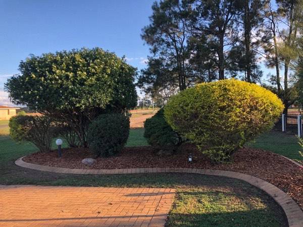 Clipped shrubs in a mulched bed beside a curving brick path