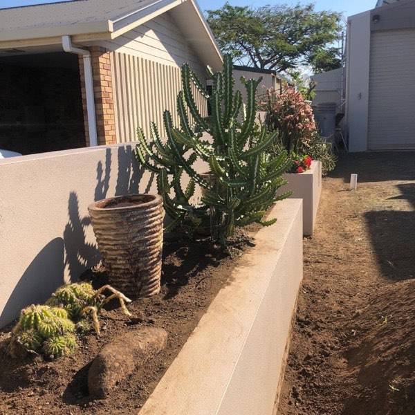 A tall cactus and succulents planted in a rendered raised bed