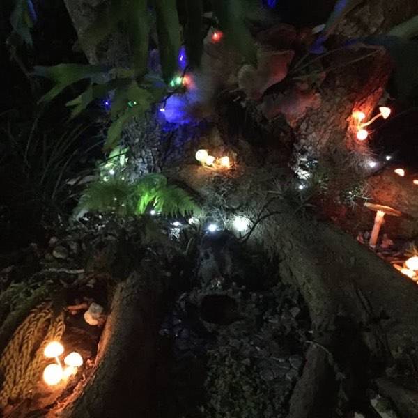 A garden at night lit by small lamps among ferns, rocks and tree roots